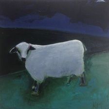 Sheep 16