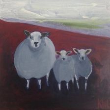 Sheep 17